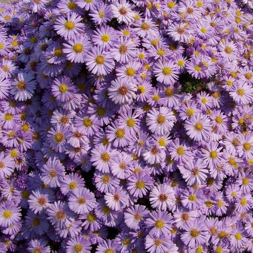 Aster 'Rudolph Goethe' amellus <br>ASTER