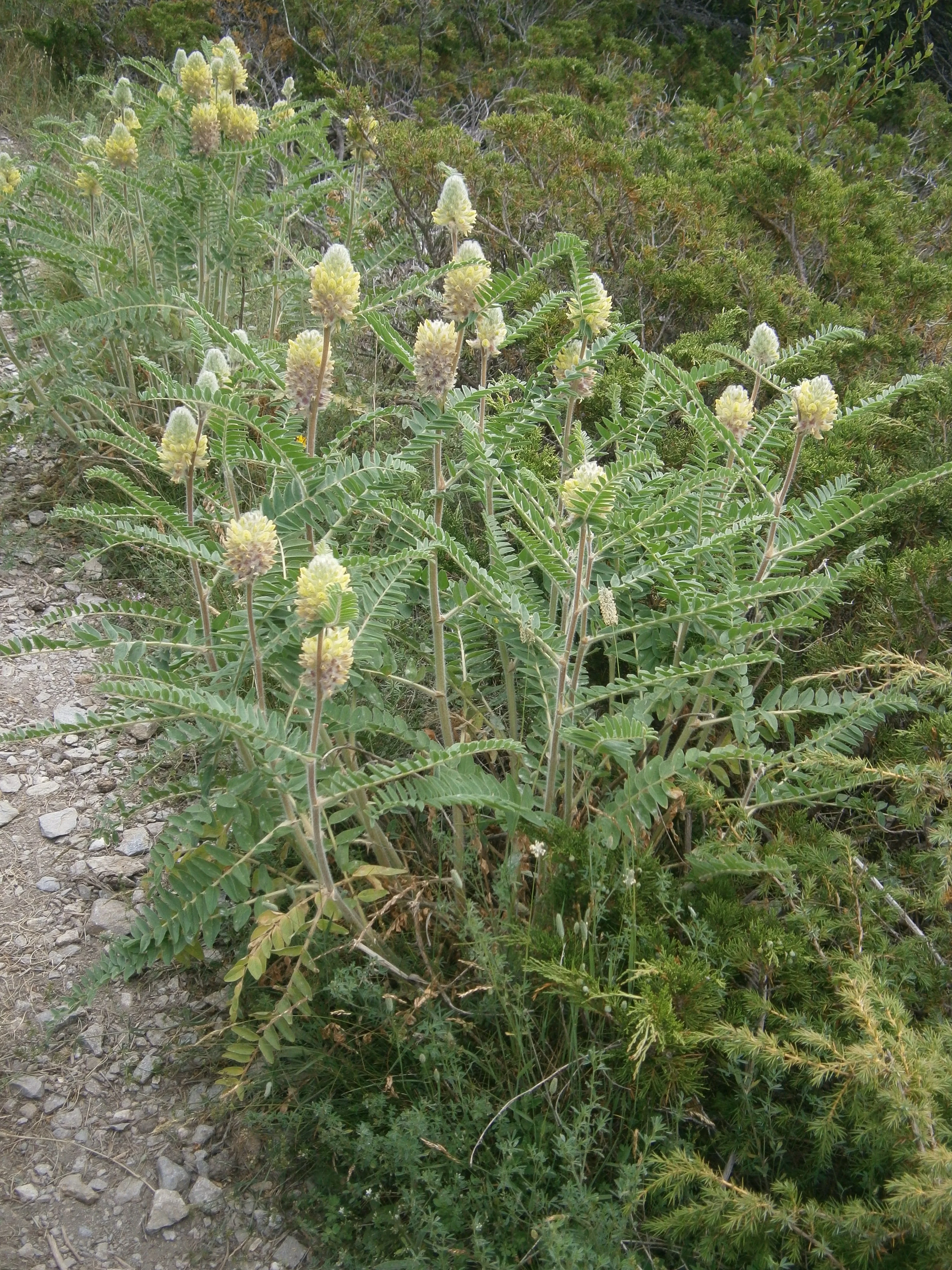 Astragalus centralpinus <br>MILKVETCH