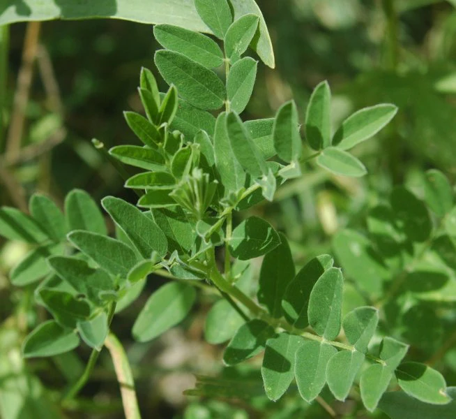 Astragalus mongholicus  <br>ASTRAGALUS RED HUSKS, MONGOLIAN/CHINESE MILKVETCH