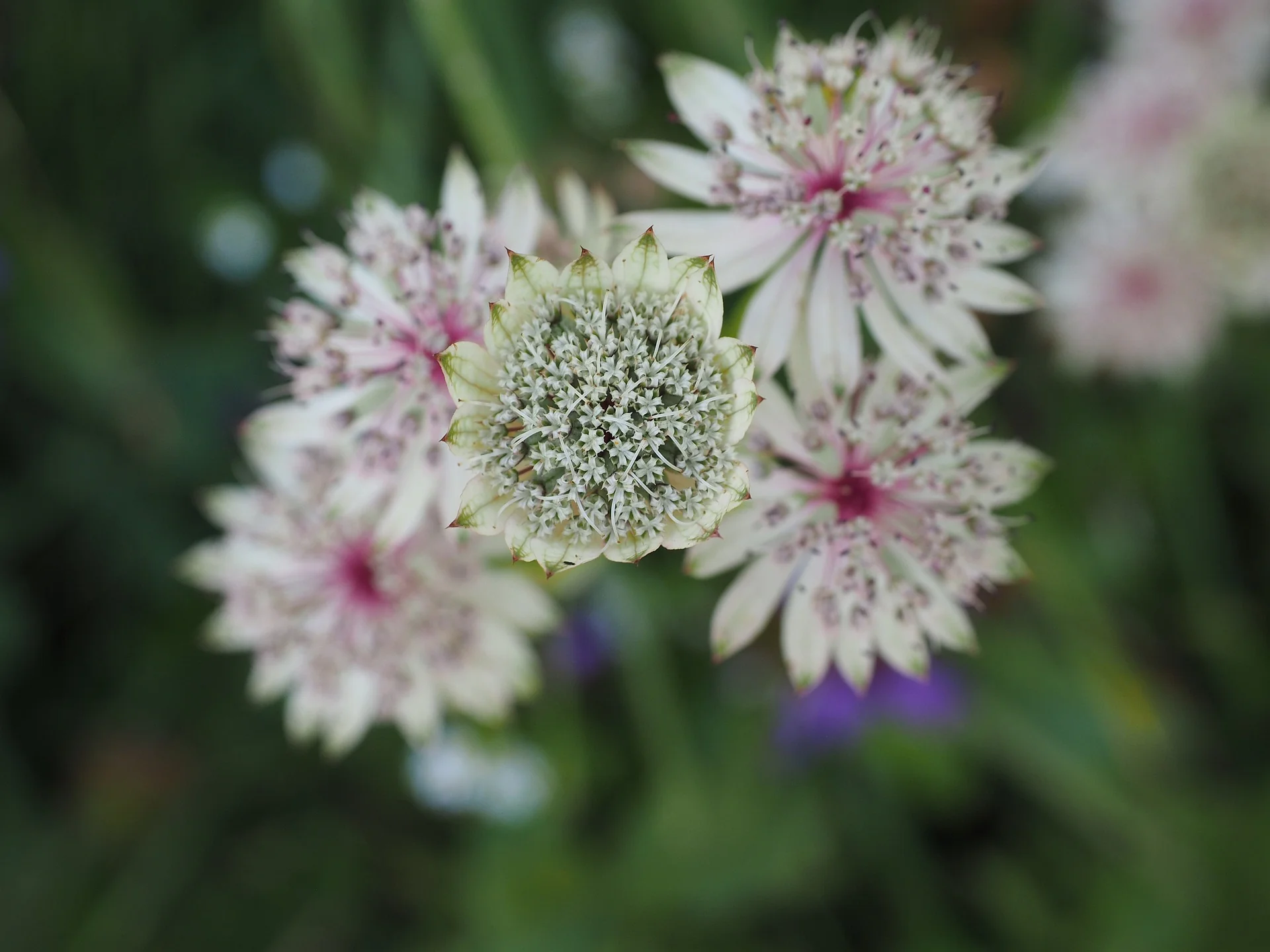 Astrantia major <br>GREATER MASTERWORT, GREAT MASTERWORT - Image 2