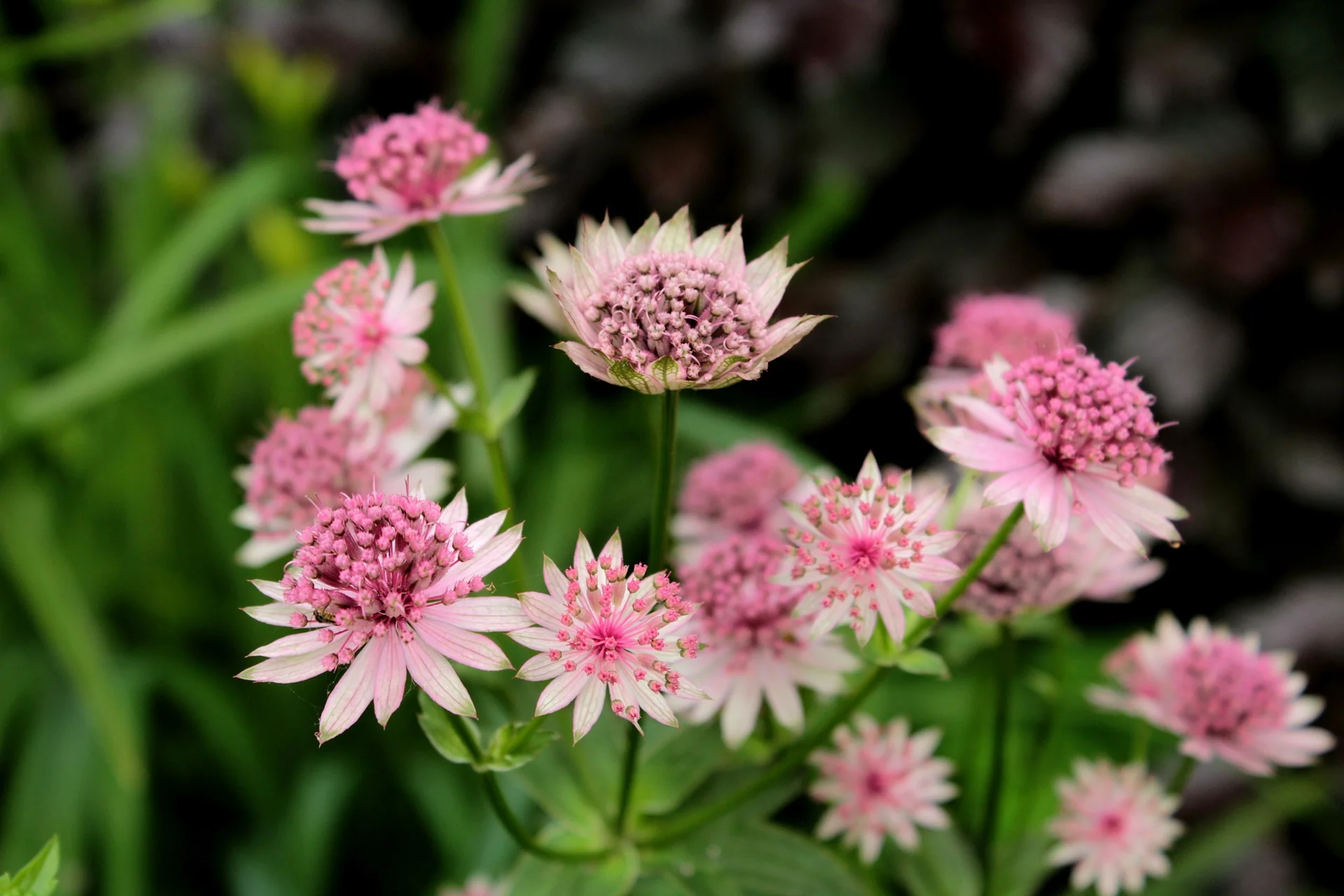 Astrantia major <br>GREATER MASTERWORT, GREAT MASTERWORT - Image 3