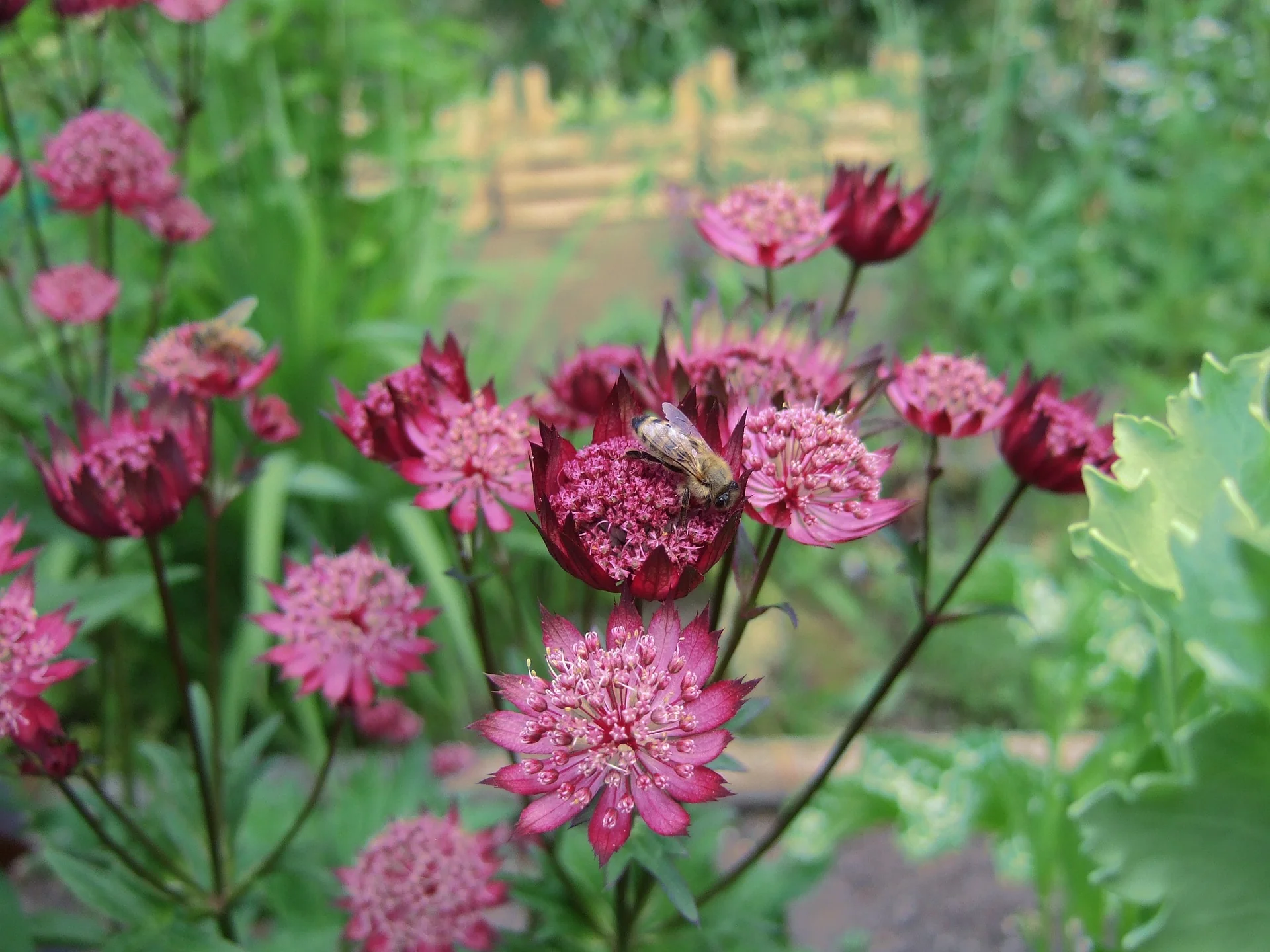 Astrantia maxima <br>MASTERWORT