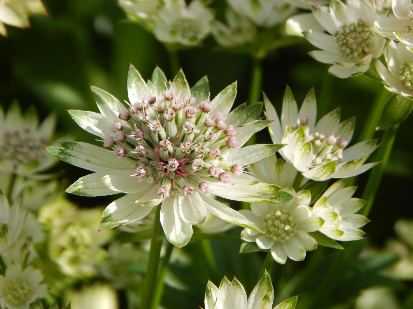 Astrantia minor <br>LESSER MASTERWORT