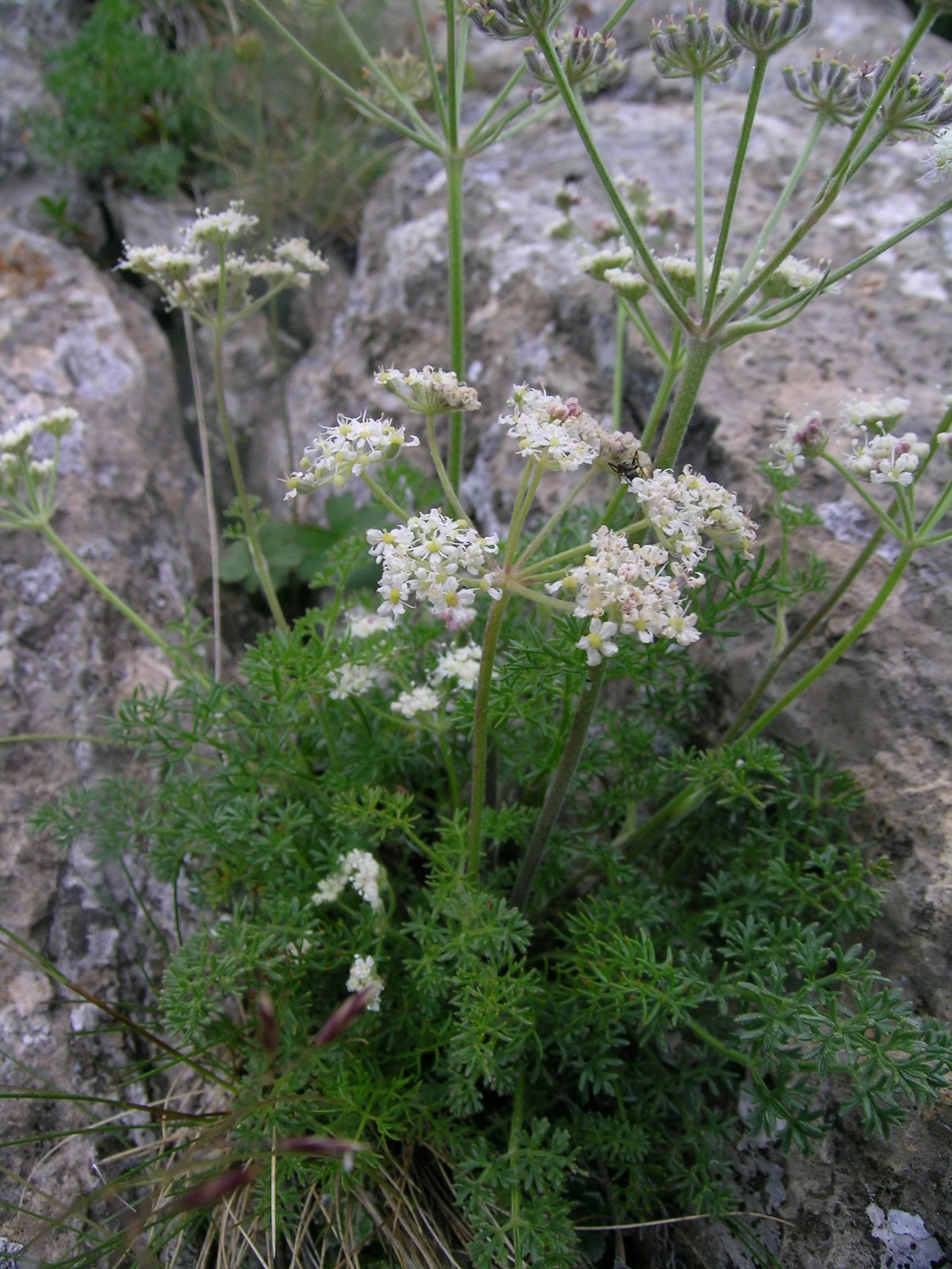 Athamanta cretensis <br>CANDY CARROT