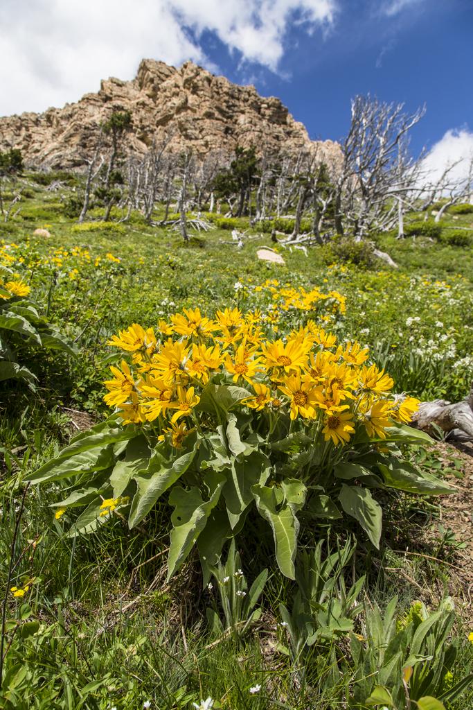 Balsamorhiza sagittata <br>ARROWLEAF BALSAMROOT - Image 2