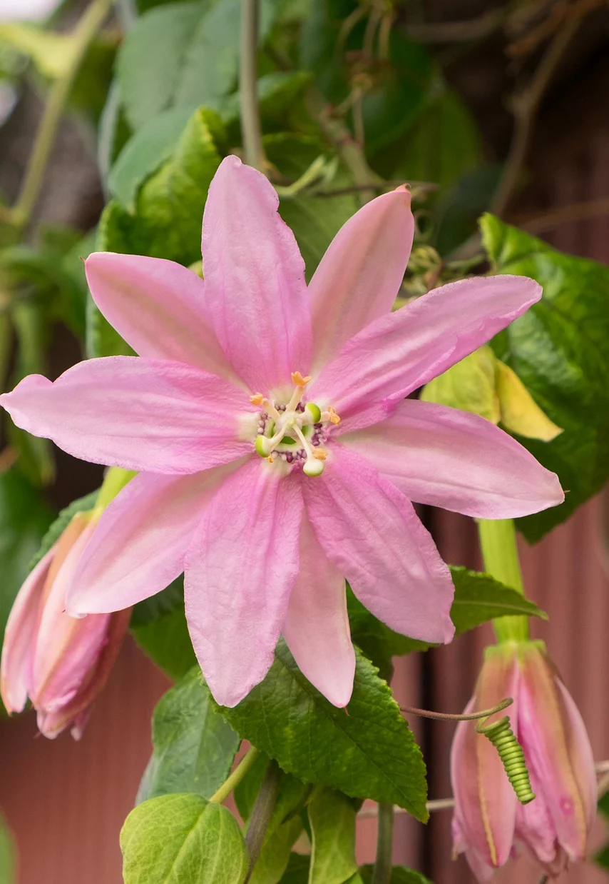 Passiflora mollissima <br>BANANA PASSION VINE