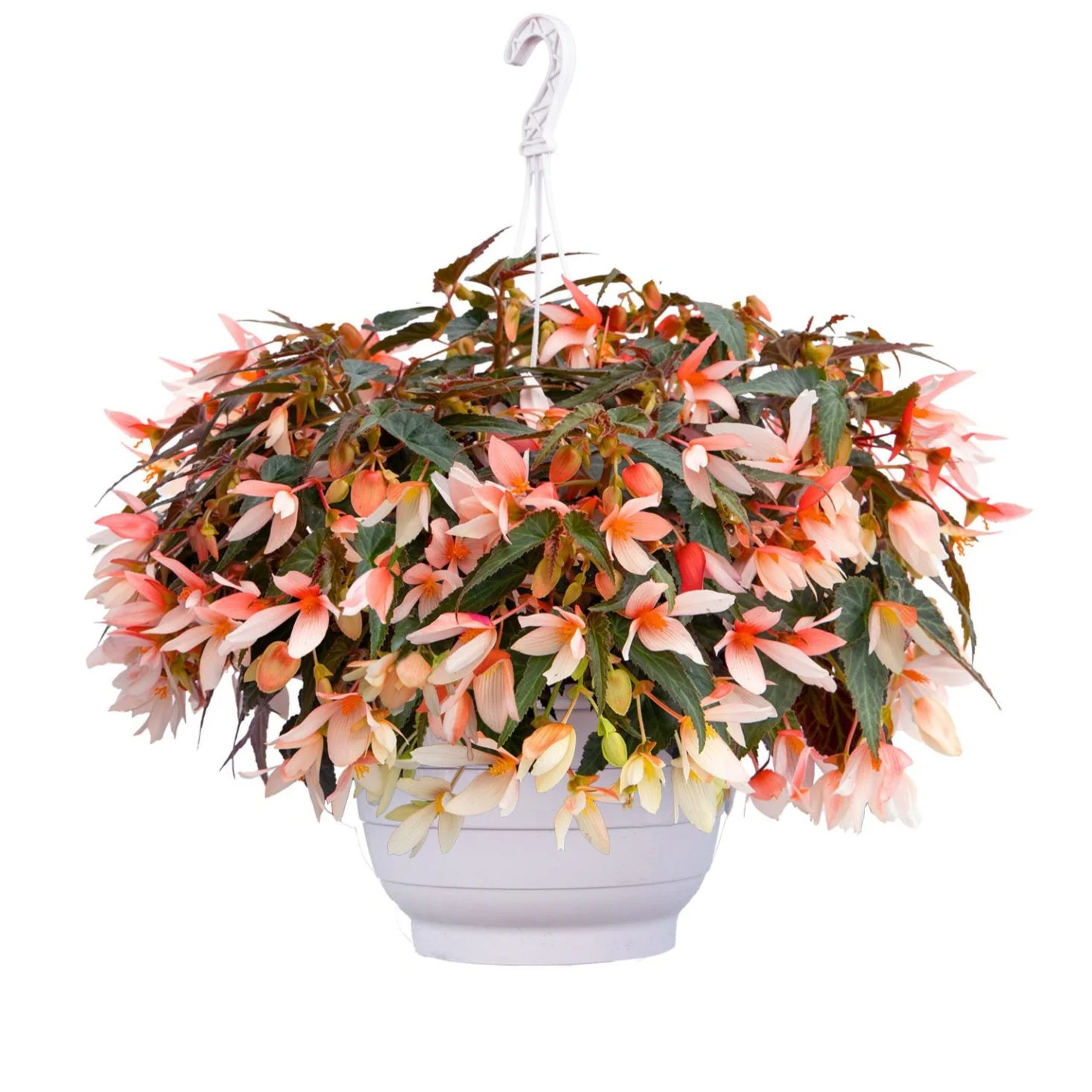 Begonia boliviensis <br>BEGONIA GROOVY SALMON - Image 4