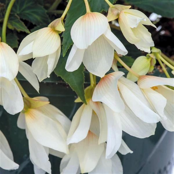 Begonia boliviensis <br>BEGONIA 'GROOVY WHITE' - Image 2