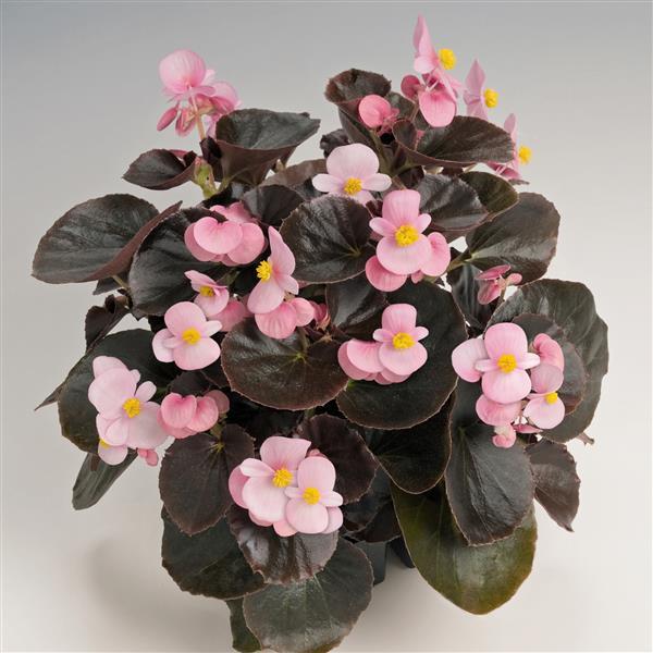 Begonia semperflorens <br>BEGONIA COCKTAIL BRANDY - Image 2
