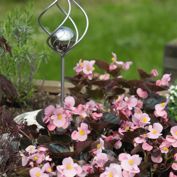 Begonia semperflorens <br>BEGONIA COCKTAIL BRANDY - Image 3