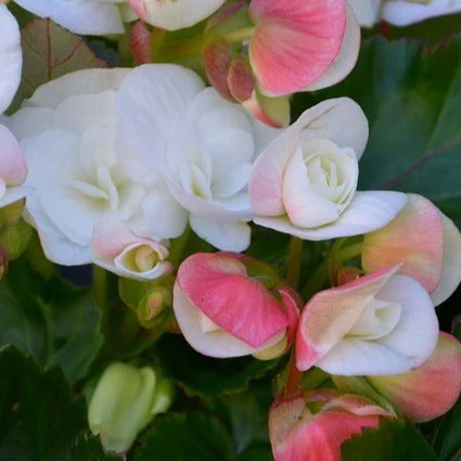 Begonia tuberhybrida <br>BEGONIA 'APPLEBLOSSOM'