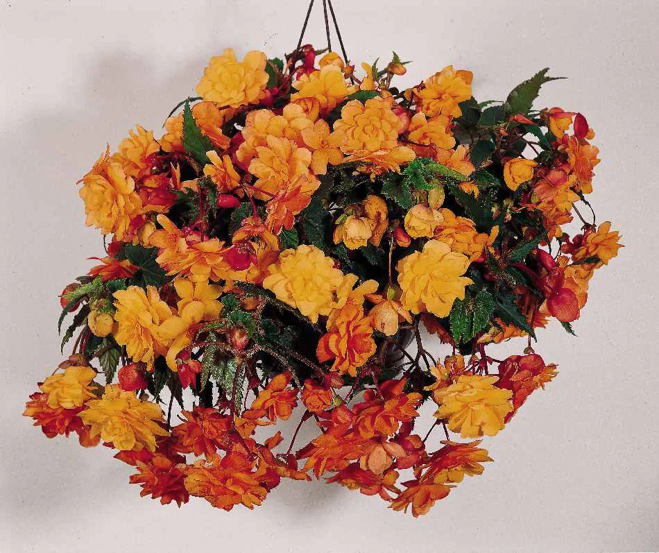 Begonia tuberhybrida <br>BEGONIA ILLUMINATION APRICOT - Image 2