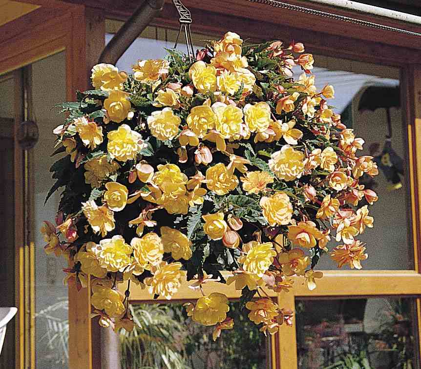 Begonia tuberhybrida <br>BEGONIA ILLUMINATION APRICOT - Image 4