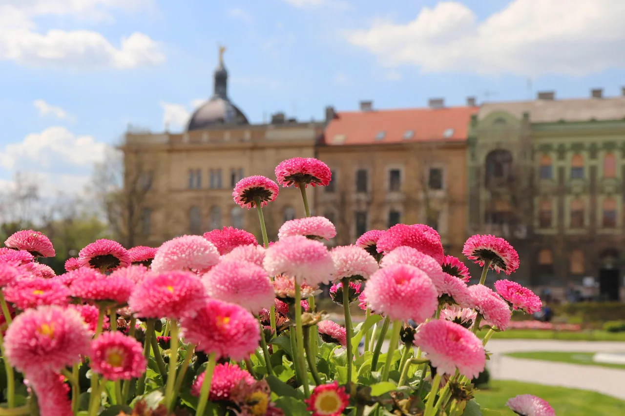 Bellis perennis <br>POMPOM ENGLISH DAISY PINK