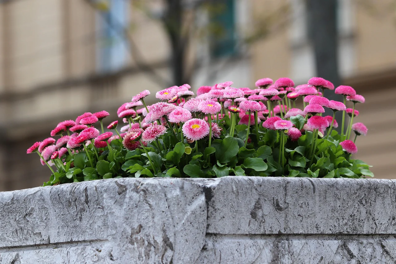Bellis perennis <br>POMPOM ENGLISH DAISY PINK - Image 2