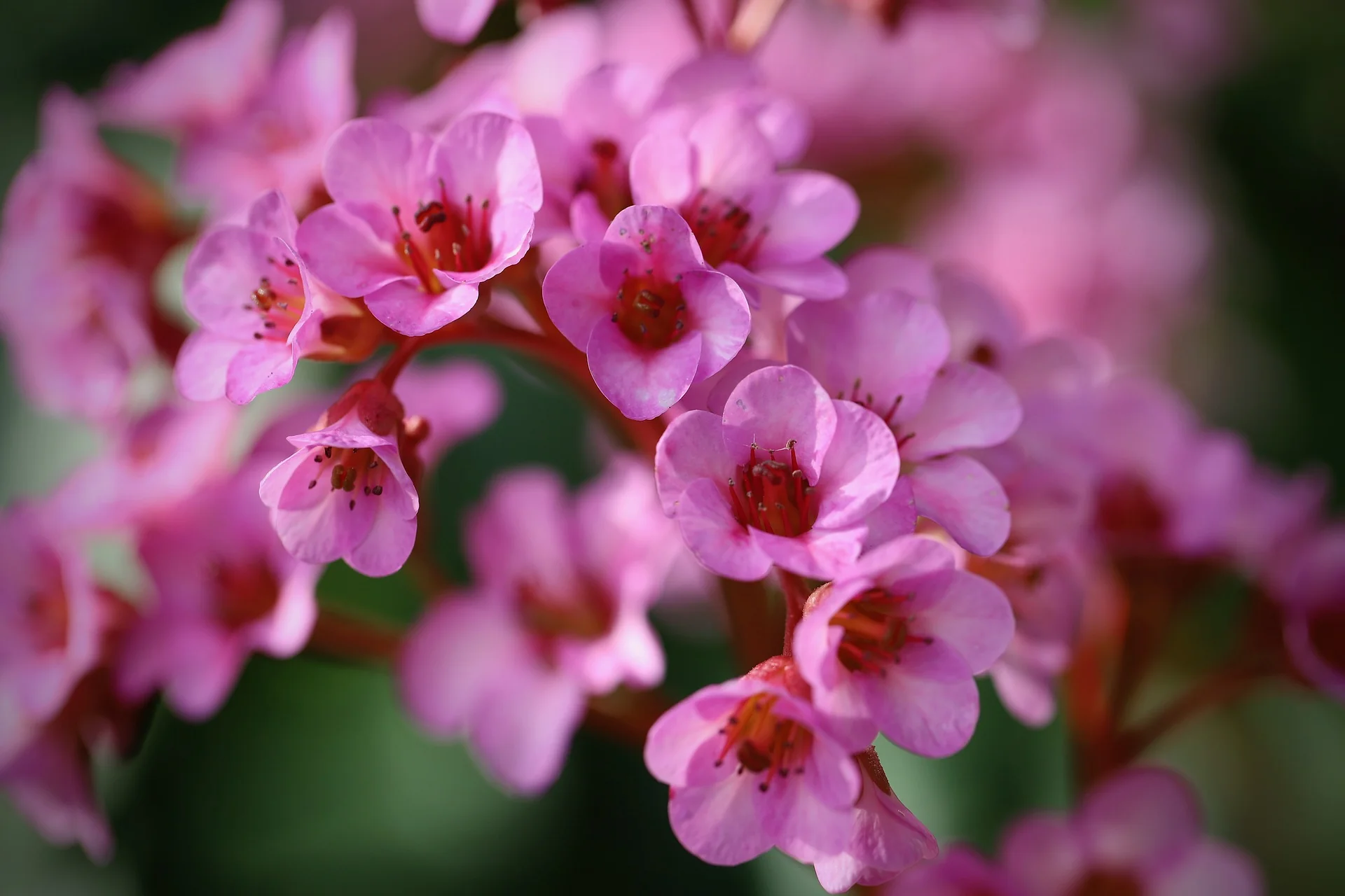 Bergenia cordifolia <br>ELEPHANT EARS MIXED COLOUR HYBRIDS - Image 6