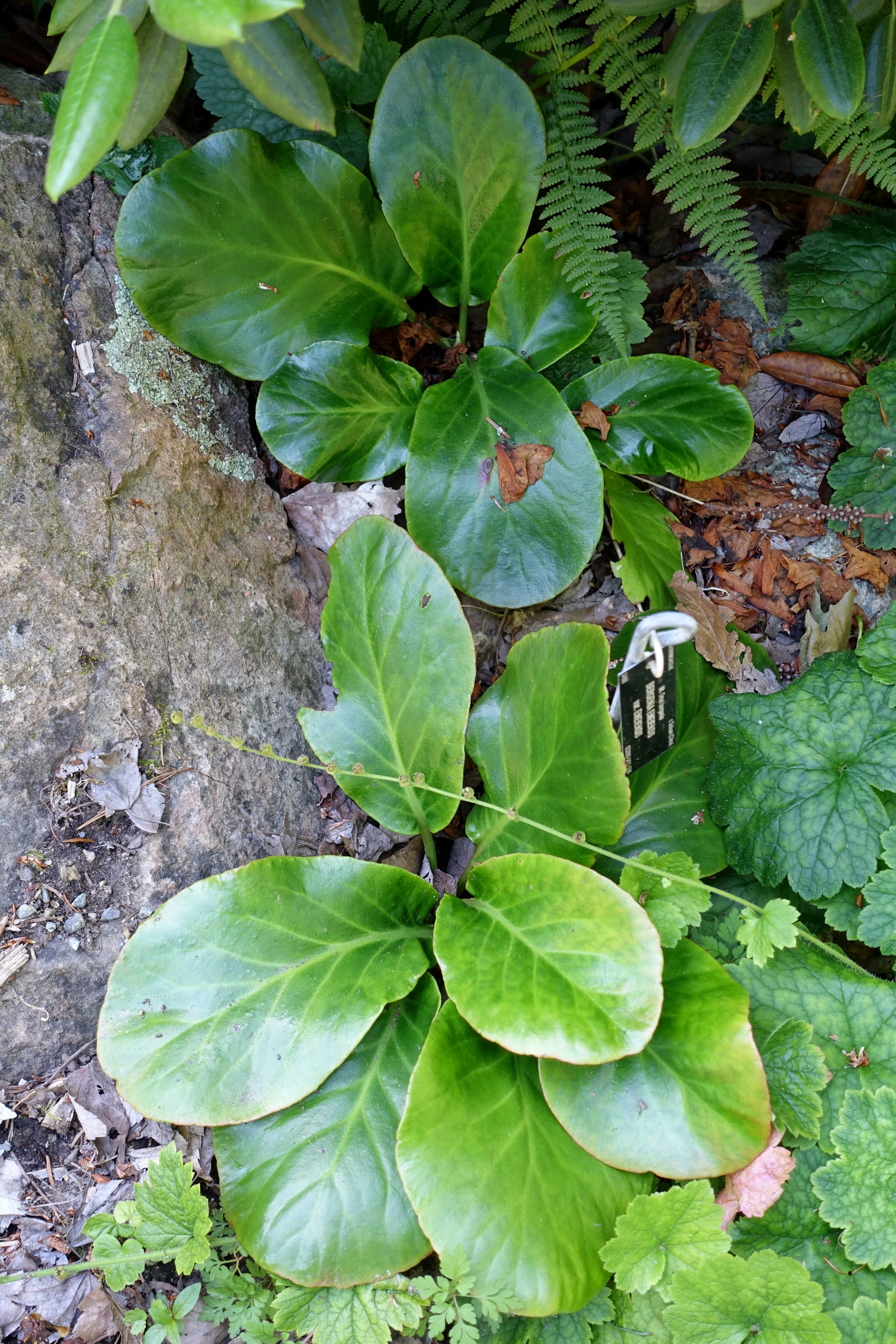 Bergenia emeiensis <br>ELEPHANTS EARS - Image 2