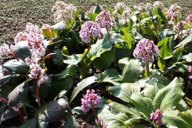 Bergenia purpurascens <br>ELEPHANTS EARS, PURPLE BERGENIA - Image 6
