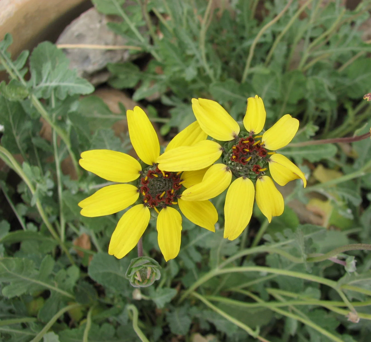 Berlandiera lyrata <br>CHOCOLATE FLOWER DAISY