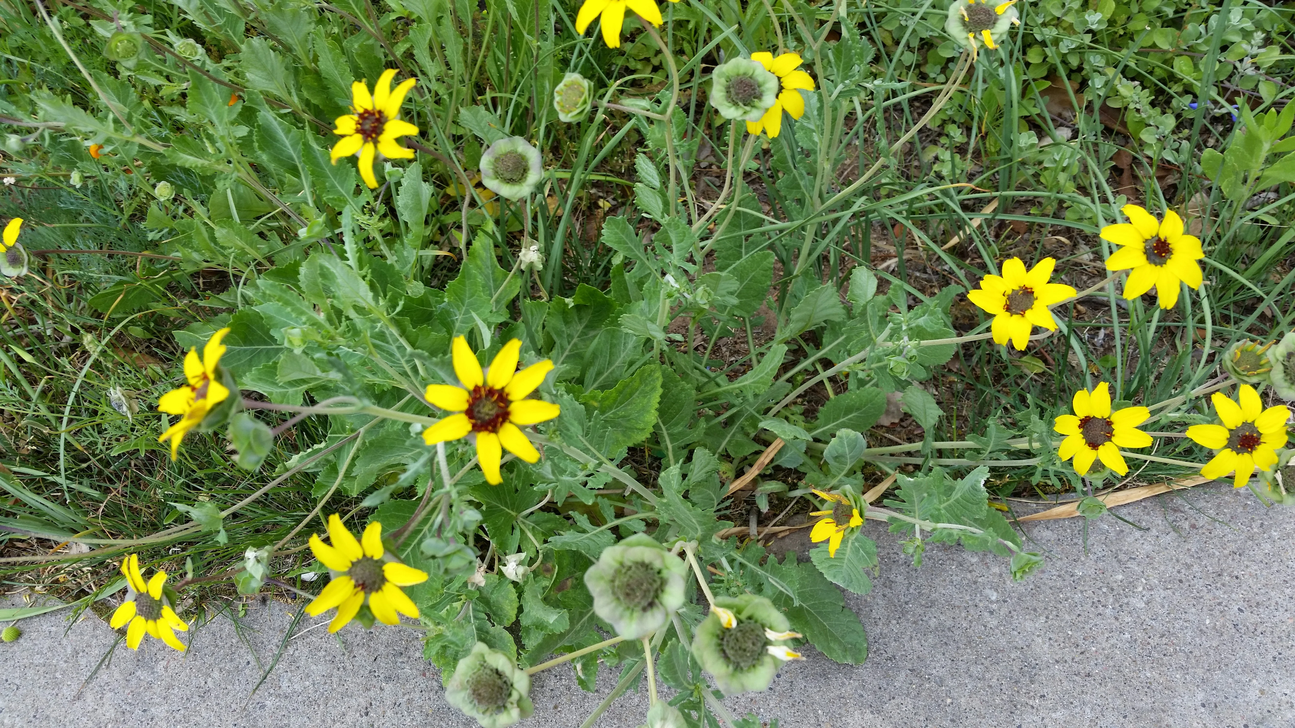 Berlandiera lyrata <br>CHOCOLATE FLOWER DAISY - Image 2