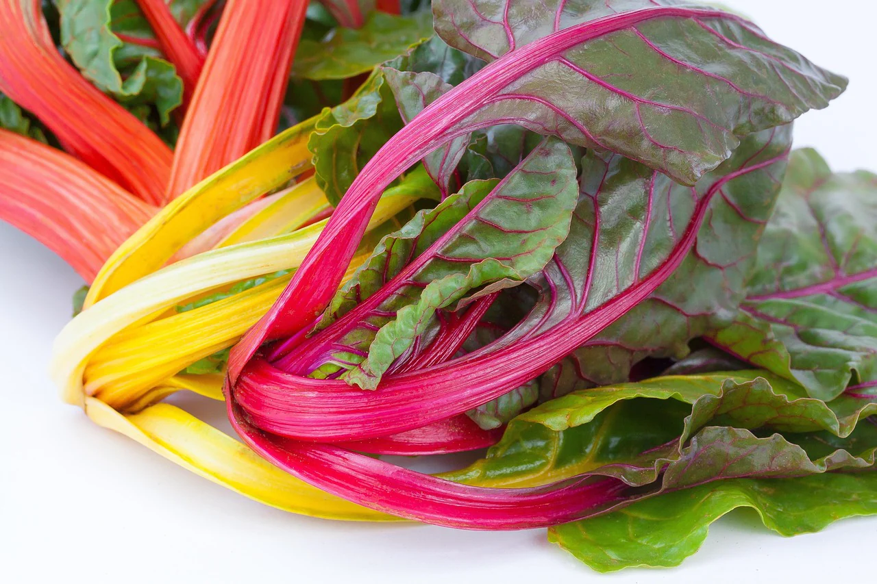 Beta vulgaris <br>RAINBOW SWISS CHARD - Image 4