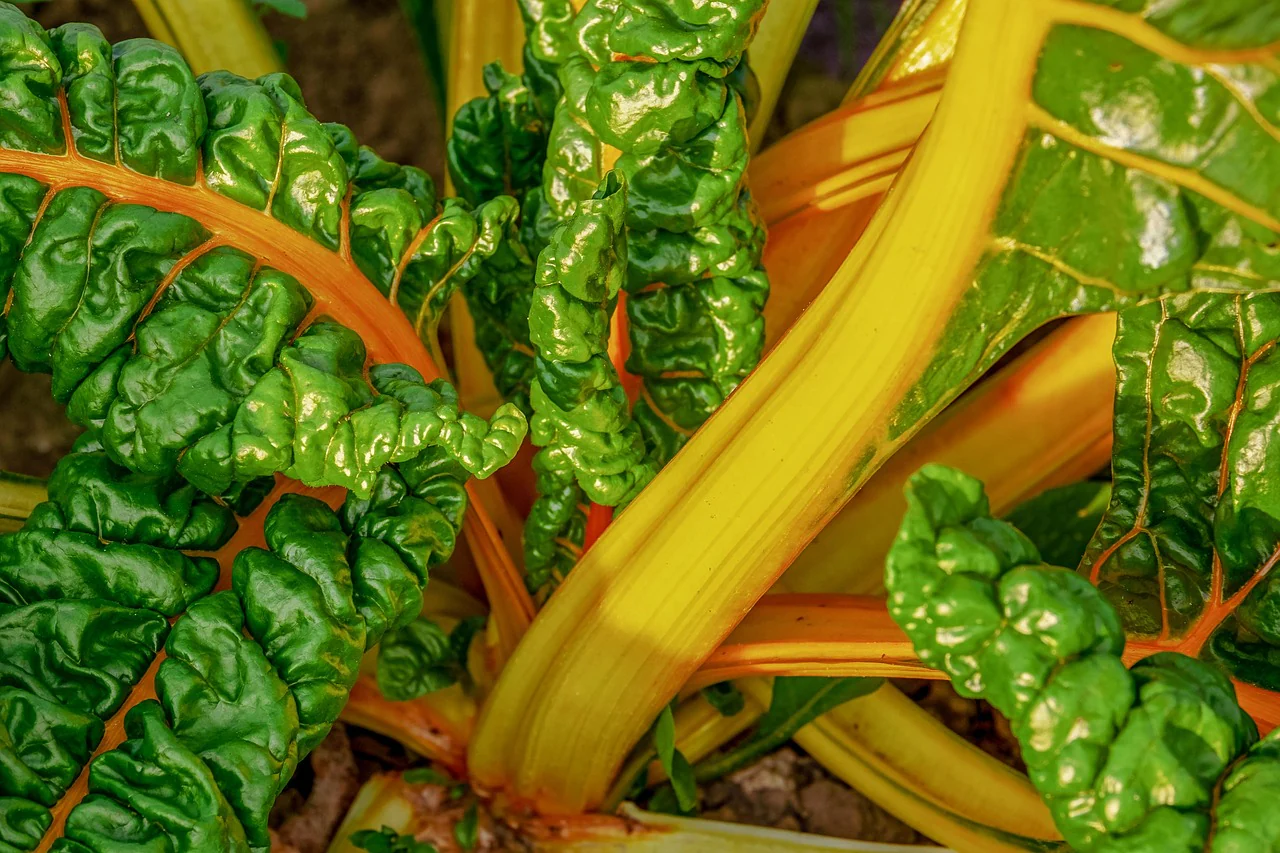 Beta vulgaris <br>RAINBOW SWISS CHARD - Image 5