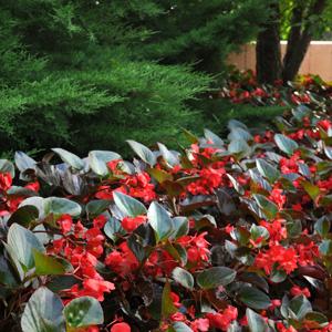 Begonia benariensis <br>BEGONIA WHOPPER RED BRONZE LEAF - Image 2