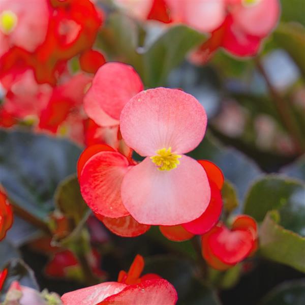 Begonia benariensis <br>BEGONIA WHOPPER SALMON BRONZE LEAF