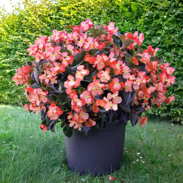 Begonia benariensis <br>BEGONIA WHOPPER SALMON BRONZE LEAF - Image 2