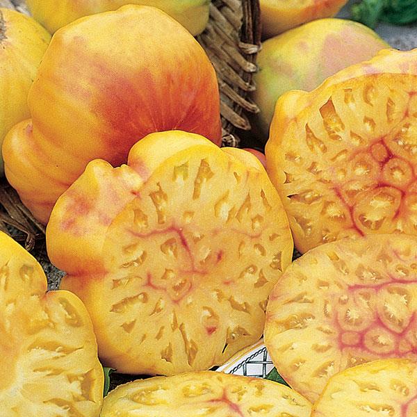 Solanum lycopersicum <br>BIG RAINBOW TOMATO - Image 2