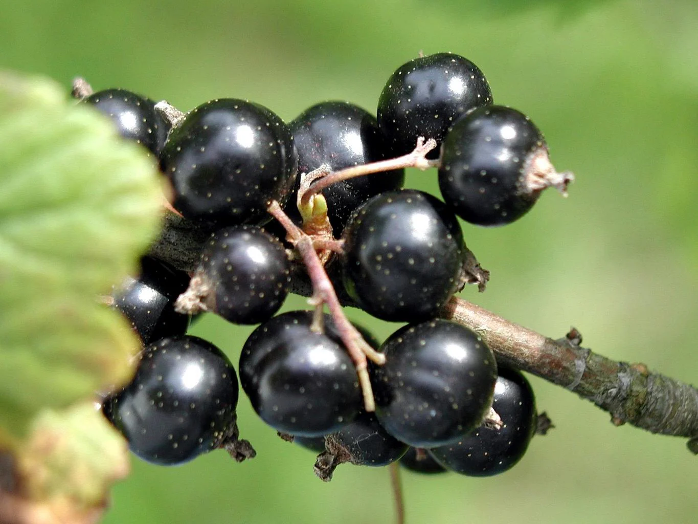 Ribes nigrum <br>BLACK CURRANT
