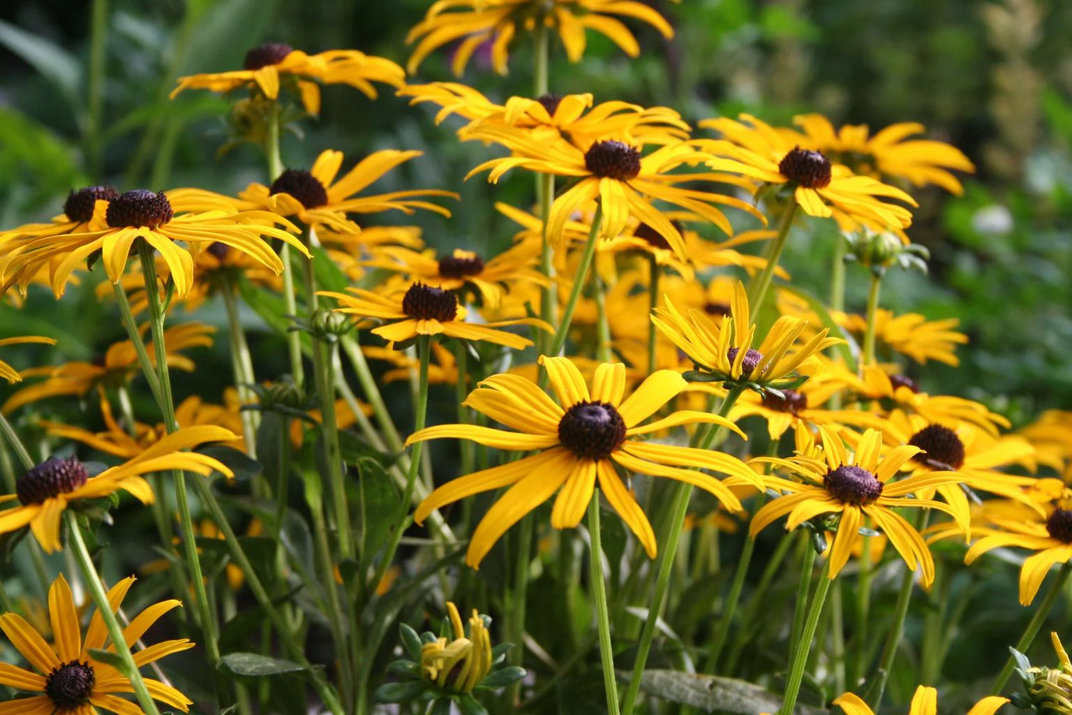 Rudbeckia hirta <br>BLACK EYED SUSAN
