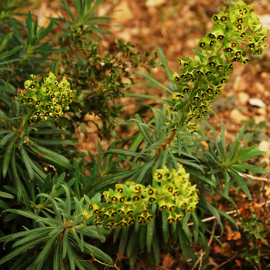 Euphorbia characias <br>'BLACK PEARL' EUPHORBIA