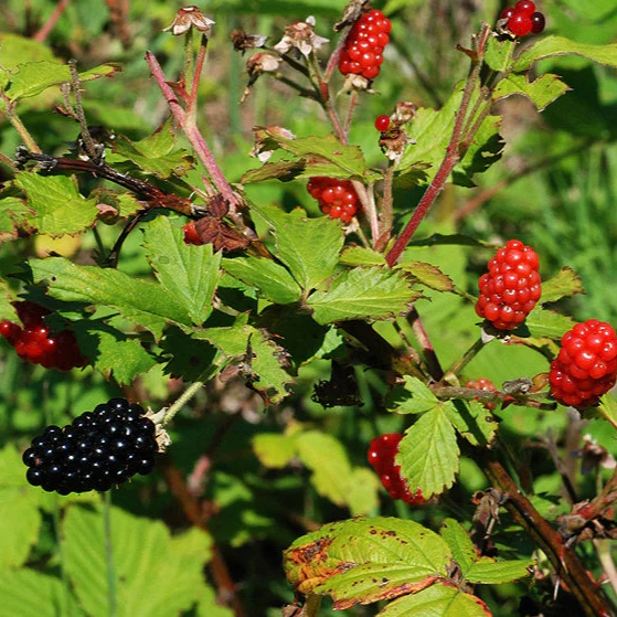 Rubus allegheniensis <br>BLACKBERRY