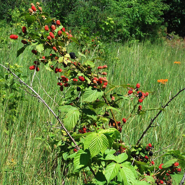 Rubus allegheniensis <br>BLACKBERRY - Image 2