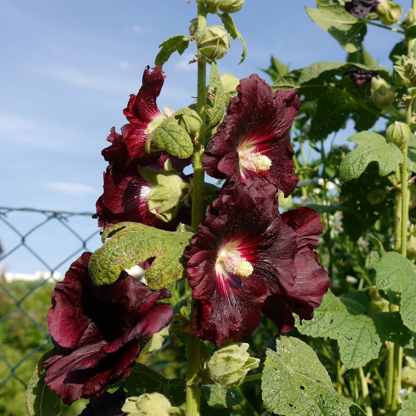Alcea nigra <br>BLACKNIGHT HOLLYHOCK