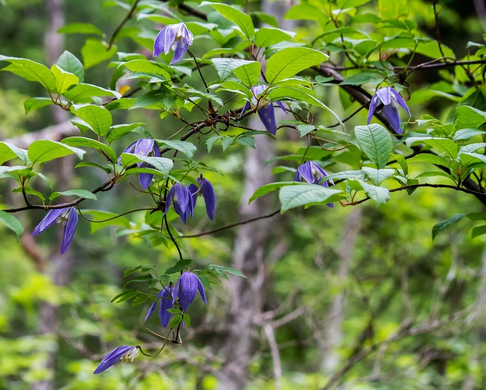 Clematis alpina <br>BLUE ALPINE CLEMATIS - Image 2