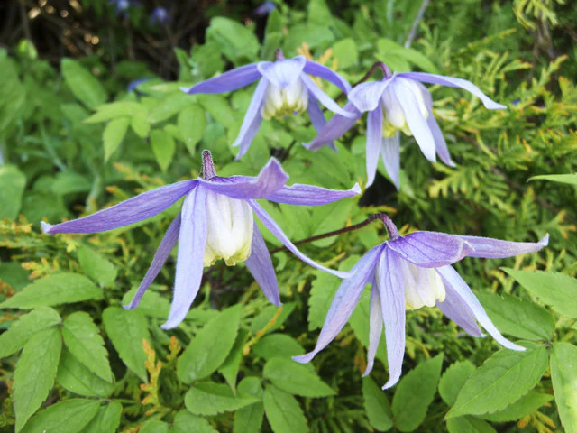 Clematis alpina <br>BLUE ALPINE CLEMATIS - Image 3