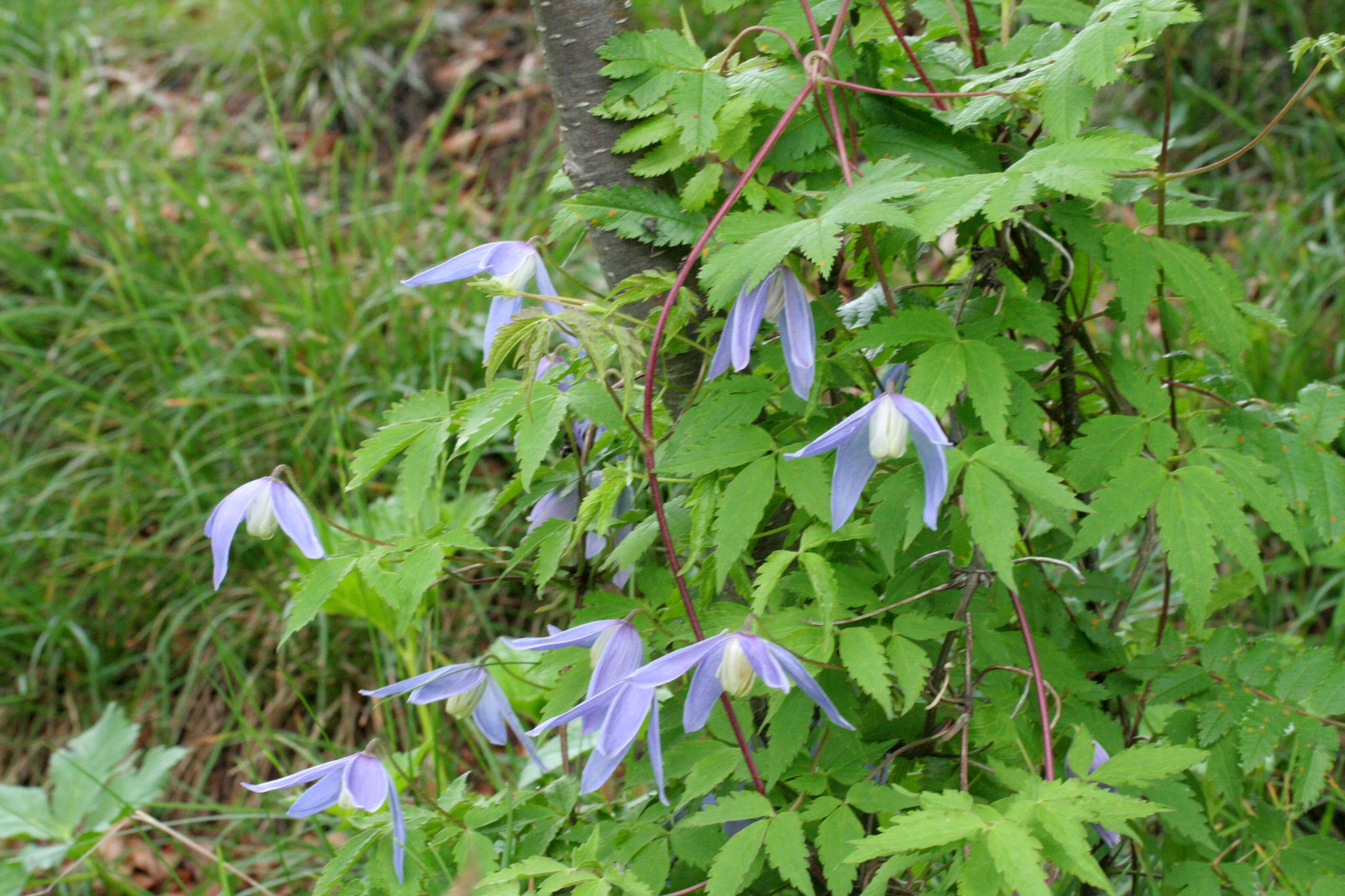 Clematis alpina <br>BLUE ALPINE CLEMATIS - Image 4