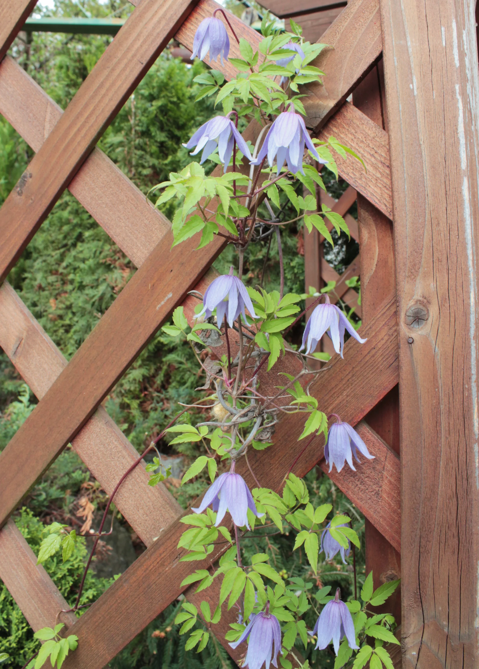 Clematis alpina <br>BLUE ALPINE CLEMATIS - Image 5