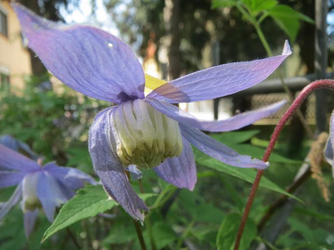 Clematis alpina <br>BLUE ALPINE CLEMATIS - Image 6