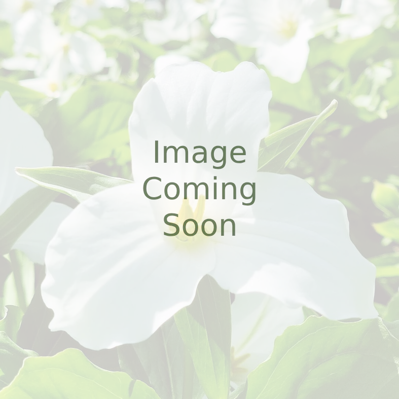 Datura eryngium <br>DATURA DOUBLE BLUE