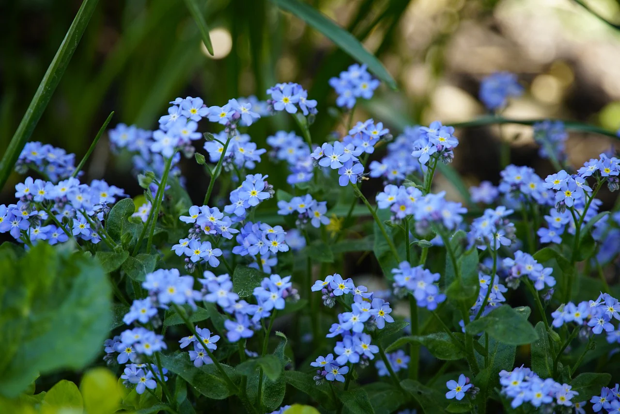 Myosotis arvensis <br>FORGET ME NOT BLUE (True Wild Form)