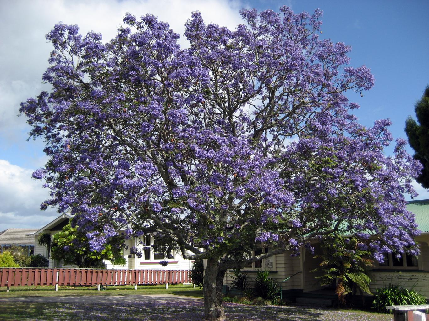 Jacaranda mimosifolia <br>BLUE JACARANDA