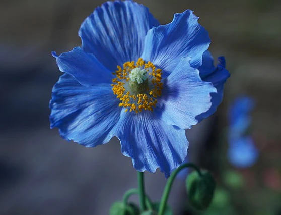 Meconopsis racemosa <br>DEEP-BLUE POPPY