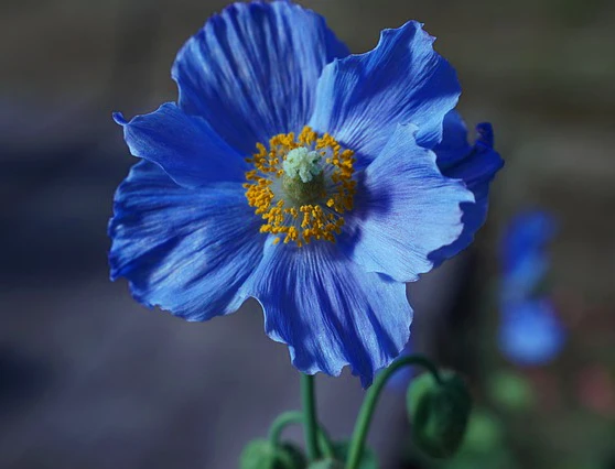 Meconopsis racemosa <br>DEEP-BLUE POPPY - Image 2
