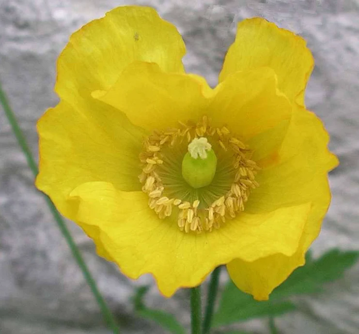 Meconopsis cambrica, Papaver cambricum <br>WELSH YELLOW POPPY