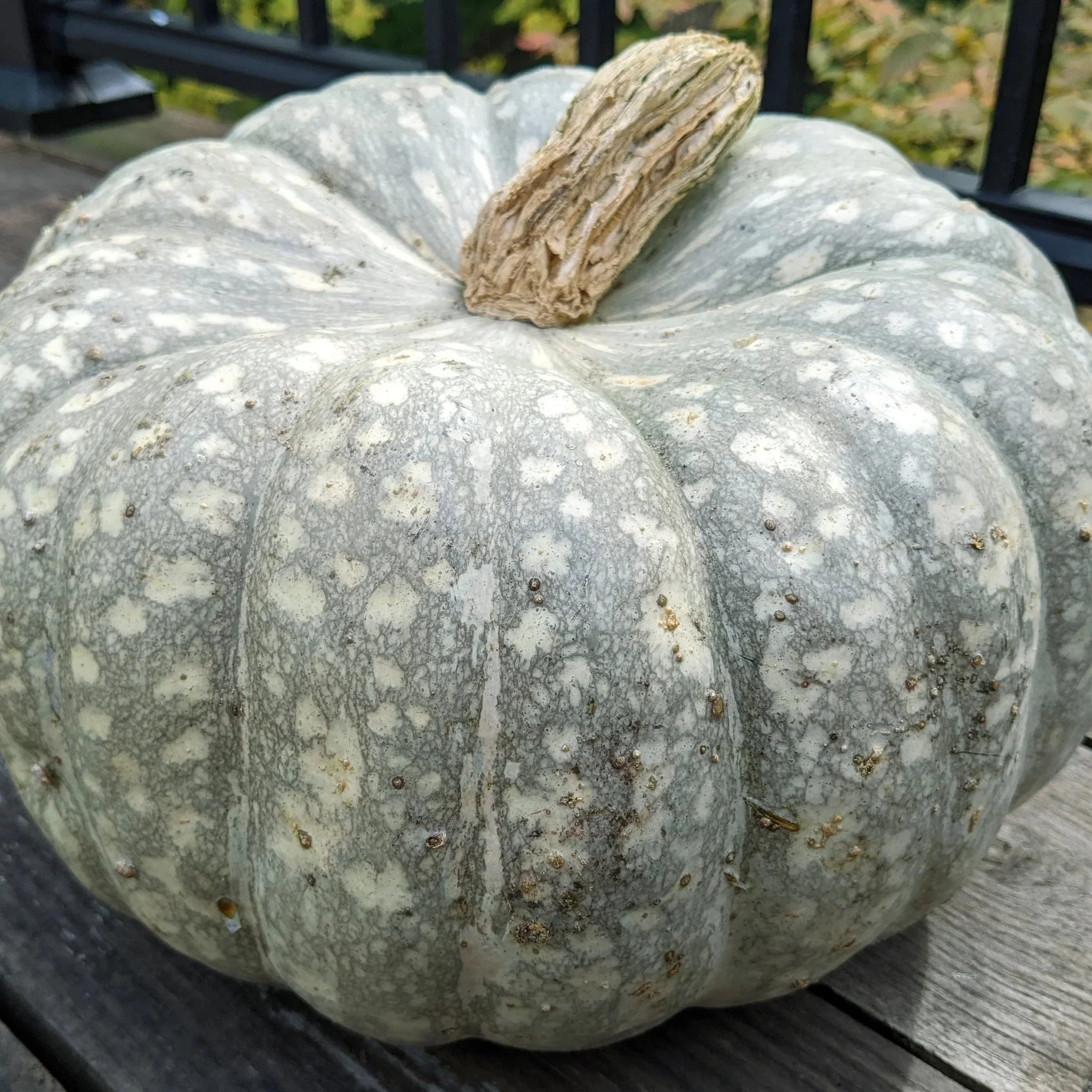 Cucurbita <br>BLUE SPOTTED PUMPKIN