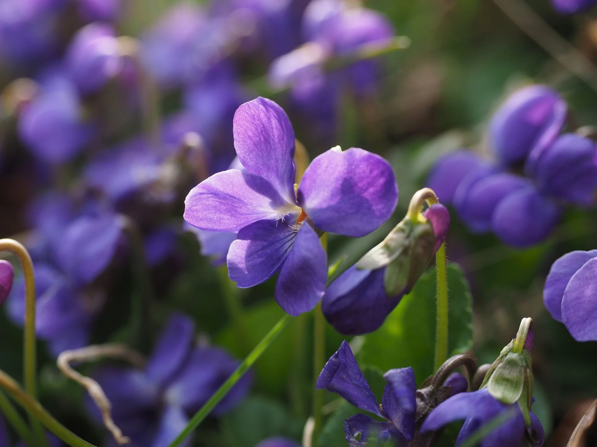 Viola sororia <br>BLUE VIOLET - Image 5