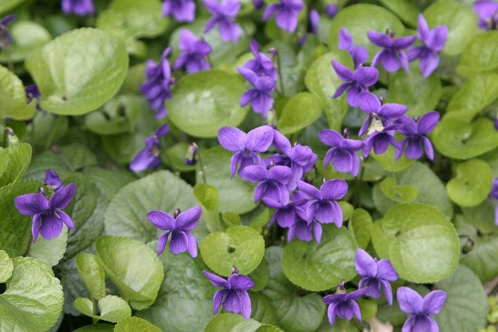Viola sororia <br>BLUE VIOLET - Image 6